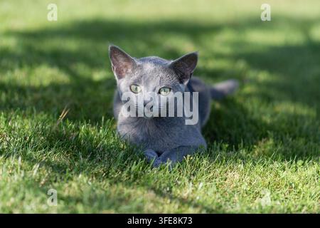Russian Blue cat lying in green grass Stock Photo