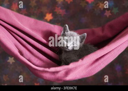 Russian Blue kitten resting in pink hammock Stock Photo