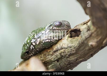 Australian green tree frog Stock Photo