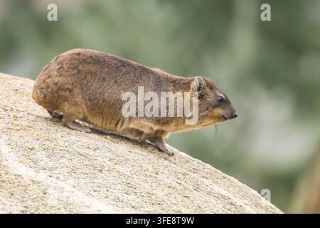 Rock hyrax Stock Photo