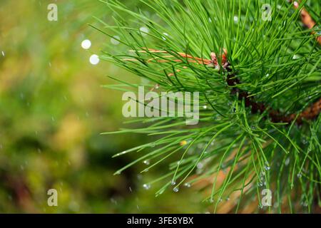 A detailed close-up shot captures bright green pine needles covered in sparkling morning dew or rain droplets. The crisp coniferous branch stands out Stock Photo
