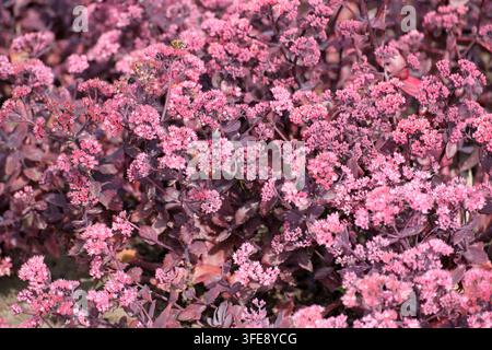 A close-up, medium shot captures a dense cluster of blooming pink sedum flowers, also known as stonecrop. The small star-shaped blossoms densely pack Stock Photo