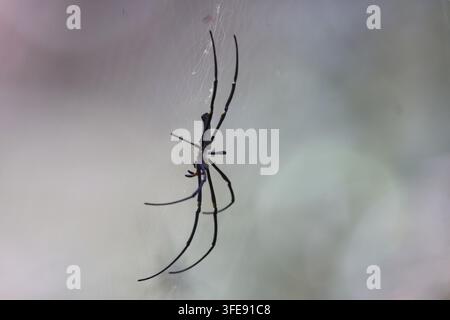 constricted golden orb-weaver Stock Photo