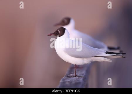 two Common Black-headed Gulls perched on wooden railing Stock Photo