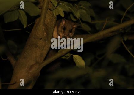 Edible Dormouse climbing on branch at night Stock Photo