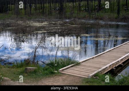 A wooden footbridge extends over a calm, marshy pond filled with aquatic plants, reflecting a blue sky and a background of charred forest trees. Stock Photo