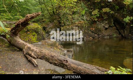 Detailed close view of a large weathered fallen tree trunk lying across the foreground on a rocky forest riverbank beside a calm shallow pool surround Stock Photo