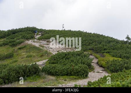 A steep and winding stone path going up a green mountain ridge surrounded by dense dwarf pine shrubs under a overcast summer sky. Stock Photo