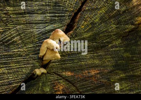 Small mushrooms growing from a crack in weathered wood, showing fungal growth associated with decaying tree material in a woodland environment. Stock Photo