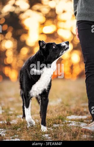 Border Collie looking up in winter Stock Photo
