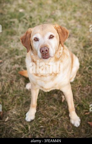 Yellow Labrador Retriever sits on meadow Stock Photo
