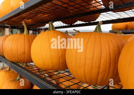 Bright orange pumpkins on metal wire shelves for sale, autumn harvest, halloween shopping. Stock Photo