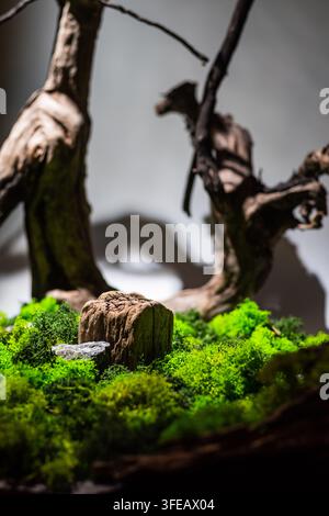 Wooden stump pedestal on green moss with dry trees background for product display. Stock Photo