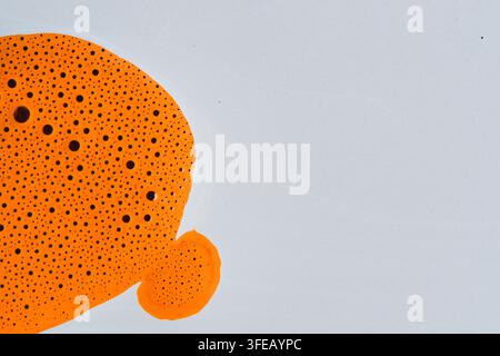 Bright orange fluid liquid paint with black dots texture isolated on clean white background copy space Stock Photo