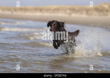 Flat Coated Retriever Stock Photo