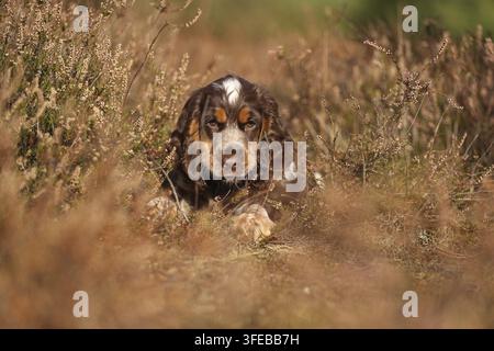 English Cocker Spaniel Puppy Stock Photo