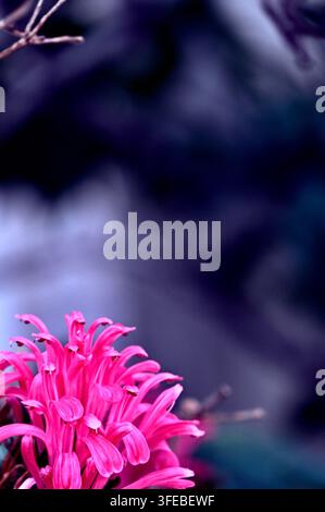 Close-up vertical macro photography capturing a stunning vibrant pink Jacobinia (Justicia carnea) flower cluster positioned at the bottom, highlighted Stock Photo