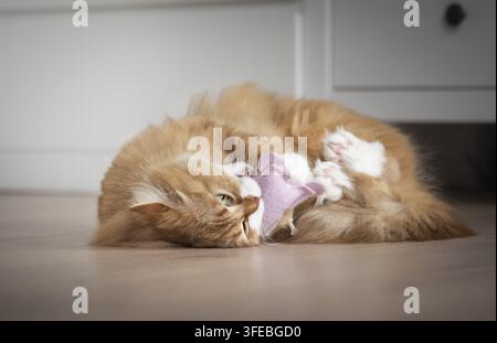 German longhair cat Stock Photo