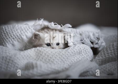 German longhair cat Stock Photo