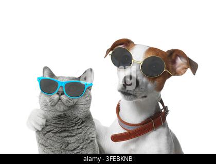 Dog and cat with stylish sunglasses on white background Stock Photo