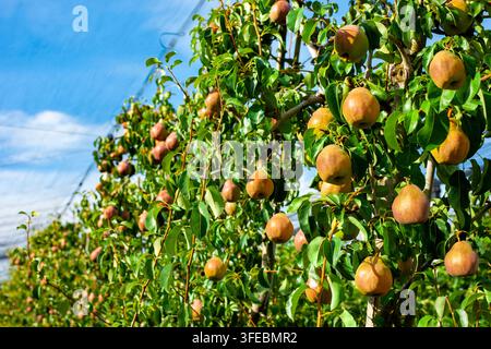 Abundant golden ripe pears growing on fruit trees under protective net covering in modern agricultural orchard promising rich harvest Stock Photo