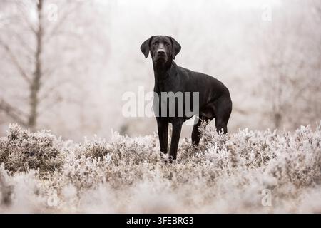 Doberman-Mongrel stands in wintry heathland Stock Photo
