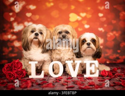Three Shih Tzu sit in front of Valentine decoration Stock Photo