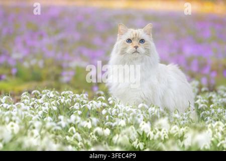 Ragdoll cat sitting in a flower field Stock Photo