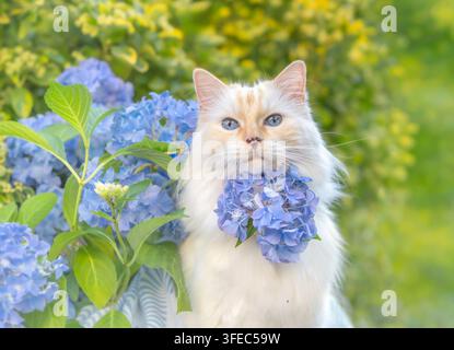Ragdoll cat sits among blue hydrangeas outdoors Stock Photo