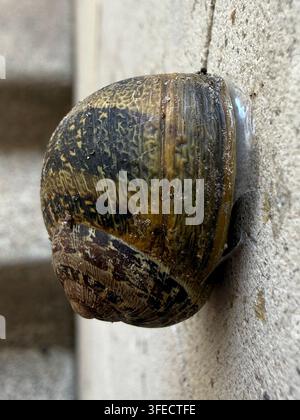 Close-up of a brown land snail shell attached to a vertical wall showcasing texture and spiral form Stock Photo