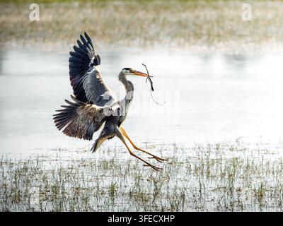 Grey heron (Ardea cinerea) landing on water with a stick in its beak in Rosnay. Stock Photo