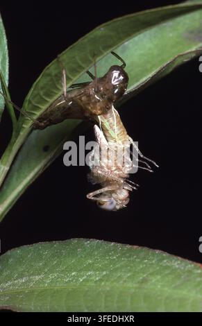 CLOSE-UP OF A DRAGONFLY DURING EMERGENCE AND METAMORPHOSIS, HANGING FROM ITS LAVAL HUSK. AUSTRALIA. Stock Photo
