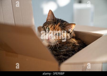 Calico cat rests inside favorite cardboard box and calmly watches room from cozy hiding place Stock Photo