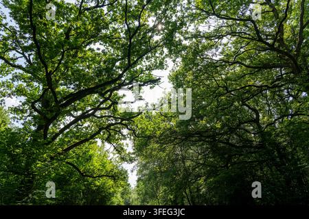 The image appears to show a lush green tree canopy viewed from below in a forest or woodland setting displaying crown shyness (also known as canopy di Stock Photo