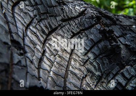 The texture of a black burnt-out tree. Cracked charred wood. An old stump in the woods. Stock Photo