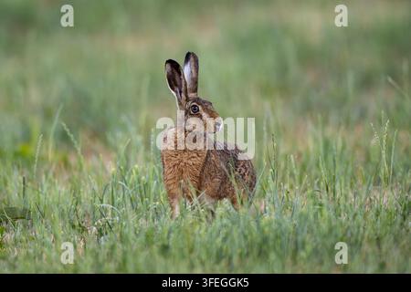 European Brown Hare sitting alert in meadow Stock Photo