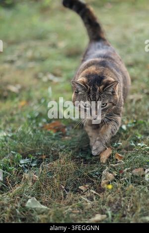 Tabby cat walking through grass toward the camera in a garden, with a focused expression Stock Photo