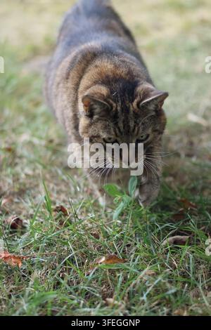 Tabby cat walking through grass toward the camera in a garden, with a focused expression Stock Photo