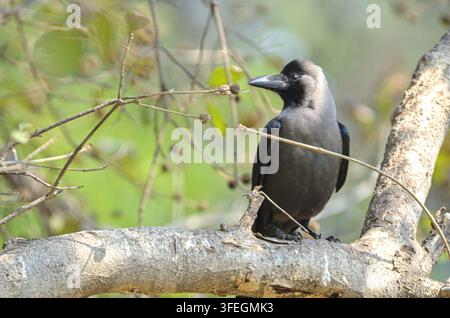 House crow perched on branch. Stock Photo
