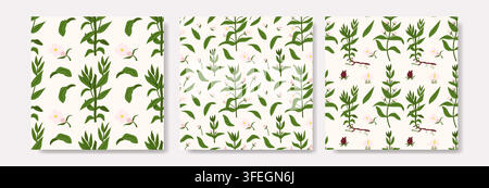 Set of green hedge hyssop seamless patterns featuring branches, leaves and small flowers on a cream background, ideal for herbal tea packaging, cosmet Stock Vector