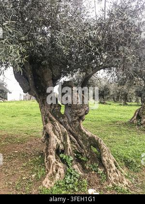 Ancient gnarled olive tree trunk with twisted roots in an olive grove in the countryside of Alentejo, Portugal Stock Photo
