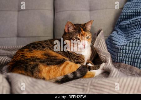 Calico cat resting on soft woolen blanket and cushions on a comfortable sofa at home Stock Photo