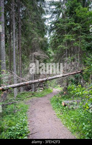 Fallen tree blocking a narrow walking trail through a dense green coniferous forest in summer. Stock Photo
