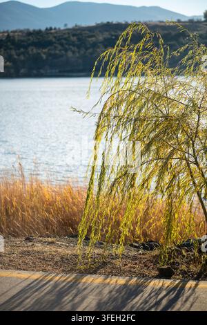 Weeping willow glows beside calm lake and dry reeds in sunny late autumn mountain landscape Stock Photo