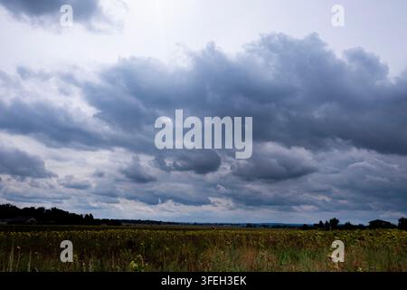 Dark storm clouds with layered gray cloud formations suggesting approaching rain and unsettled weather over a field of sunflowers Stock Photo