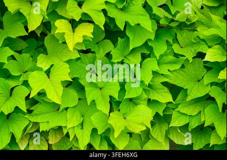 Close-up of vibrant green leaves forming dense natural foliage. Stock Photo