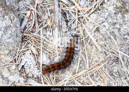 Close up photo of a curved hairy caterpillar with orange stripes moving over dry pine needles and dirt ground in a sunny pine forest. Stock Photo