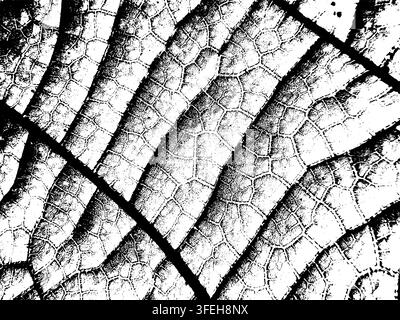 Dense leaf vein macro with branching vascular lines and cellular texture Stock Vector