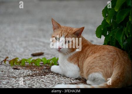 Close-up horizontal animal portrait of an adorable ginger and white cat lying gracefully on a textured stone ground next to lush green leaves. Stock Photo