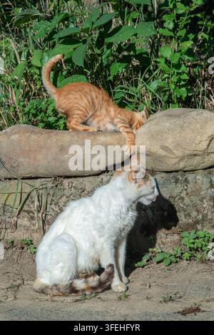 Ginger kitten reaches between garden stones while its mother cat sits below in a rural yard. Stock Photo